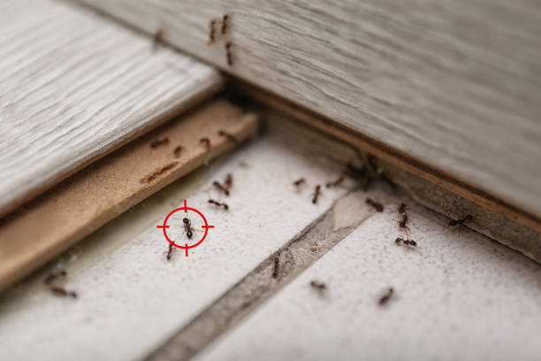 Best Pest Inspection Near Me  in Harleigh, PA