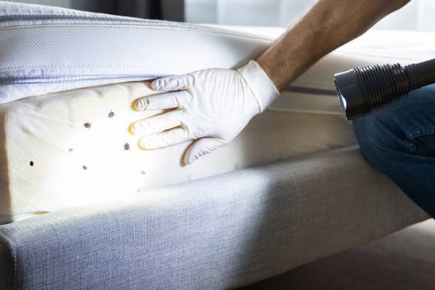 Best Flea Control Services  in Harleigh, PA